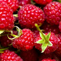 Raspberry Plant Live for Planting 6 to 12 Inch Height, Raspberry Bush Live Plant to Grow, Sweet Raspberries Seedling Outdoor (Everbearing Raspberry)
