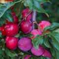 Red Plum Fruit Tree Live Plant, Home Orchard Tree, 3-4 Ft Tall