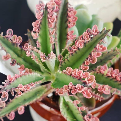 2 Kalanchoe Pink Butterfly Plants Live Indoor Outdoor 2 Inch Pot, Pink Kalanchoe Succulent Mother of Thousands Plant Live