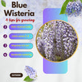 Blue Wisteria Tree Live Plant Well Rooted in 4 Inch Pot, Fragrant Wisteria Flowers for Outdoor Planting, 4 to 7 Inches Height