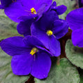 Blue African Violet Plant Live, Blue Violet Flower, 3-5 Inches Tall