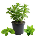 Mojito Mint Herb Plant for Planting, Perennial Mint Plant, Fragrant Mints, 5-7 Inches Tall, Well Rooted, Ready to Grow