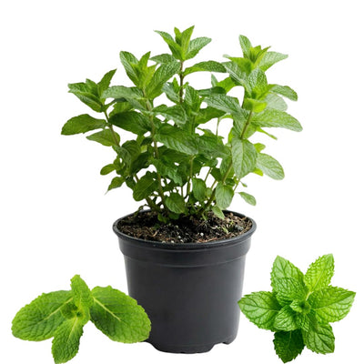 Mojito Mint Herb Plant for Planting, Perennial Mint Plant, Fragrant Mints, 5-7 Inches Tall, Well Rooted, Ready to Grow