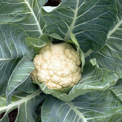 Cauliflower Plant in 4" Pot, Vegetable Cauliflower Live Plant Potted for Planting (White Cauliflower)