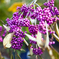 Purple Beautyberry Plant in 4 Inch Pot, Hardy Beauty Berry Shrub, Outdoor Berry Plant for Garden