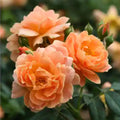 Roses Plant Live, in Pot, Fragrant Roses Flowers, Everblooming Ornamental Garden (Orange)