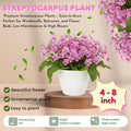 Cherry Ice Streptocarpus Plant Live, Ladyslipper Primrose Flowering Houseplant in 3.25 Inch Pot, Indoor Blooming Plants for Planting, 4-8 Inches