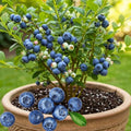 Outdoor Blueberry Plant Live for Planting, Blueberry Bushes for Planting, 4"-7" Cold Hardy Blueberries Southern Highbush