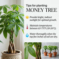 Money Tree, Potted Money Tree Live, 6-10 Inc Tall, Dense Green Foliage, Indoor Houseplant for Modern Home Decor, Easy Care Desk and Living Room Plant