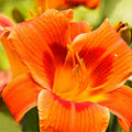 Daylily Plant, Orange Red Daylily Plant for Planting, Daylilies Perennial Plant, Daylilies Live Plant, Live Daylily Flowers Plant 4 Inches Potted for Garden