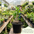 Barbados Cherry Tree Live Plant, Cherry Plant, Sweet Cherries Seedling in 4 Inches Pot, 4-7 Inches Tall, Indoor Outdoor Growing