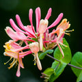 Honeysuckle Live Plant, Fragrant Honeysuckle Vines, Perennial Lonicera Bush for Outdoor Garden 3-6 Inches (Yellow Pink)