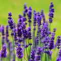 2 Lavender Live Plants, Fragrant Lavender Flowering Herb Plants, 4-8" Tall, Well Rooted for Gardens, Containers and Landscaping