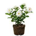 Gardenia Plant, Cape Jasmine Plants Live, Frost Proof Gardenia Live Plants, 5 to 7 Inc Tall, Easy to Plant Jasmine Shrub Plants