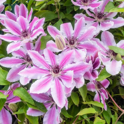 Clematis Vine Plant Live for Planting, Clematis Plants Live, 4 to 6 Inch Tall, 2.5 Inc Pot Well Rooted, Clematis Seeds Perennial, Pink Clematis