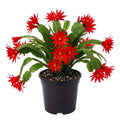 Red Easter Cactus Plant Live, 4 Inc Pot, House Plant Live, Holiday Cactus Plants Indoor Outdoor Gardening
