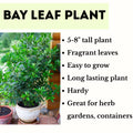 2 Bay Leaf Live Plants, 5-8 Inch Tall - Bay Laurel Herb Plant for Growing, Perennial Fragrant Leaves Herb Plants, Well Rooted Plant, No Pot in Soil