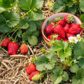 Ozark Strawberry Plants Live for Planting Outdoors, Fragrant 10 Bareroots, Large Sweet Fruit, Well Rooted, Bare Root Strawberry Plants, Everbearing Strawberry Plants