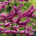 Redbud Tree in Quart Pot, Ornamental Redbud Flowering Tree, Vibrant Pink Blooms for Garden, Dormant in Winter