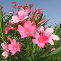 Live Oleander Plant, Pink Oleander Plant Live, Oleander Live Plant, 4 Inc Pot, Oleander Plant Pot