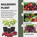 02 Mulberry Trees Live Plants, Spring Planting 4-8 Inch Tall, High-yiedling and Fast-Growing Trees, Outdoor Growing