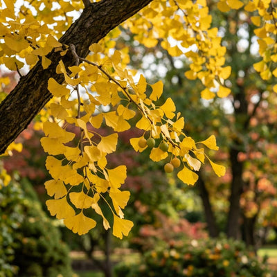 Ginkgo Tree Live Plant, Yellow Fall Leaf Tree, 3-6 Inch Tall