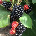 Sweet Thornless BlackBerry Live Plant, 5-8" Tall, Hardy BlackBerry Bush, Sweet BlackBerry Fruit Plants Live for Planting in Garden, No Pot