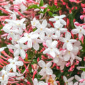 Pink Jasmine Starter Plant, 6 Inc to 8 Inc Long, Fragrant Flower Plant