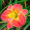Daylily Plant, Orange Red Daylily Plant for Planting, Daylilies Perennial Plant, Daylilies Live Plant, Live Daylily Flowers Plant 4 Inches Potted for Garden