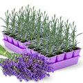 3 Lavender Plants Live Starter Plants 1-3" in Tall, Hardy Perennial Lavender for Garden and Landscape with Fragrant Purple Blooms, No Pot (Light Blue)