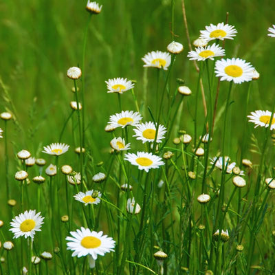Live Daisy Plant, White Daisy Plant Live Pot, 2.5 Inc Pot, Daisy Flower Plant from 4 Inches Tall