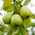Guava Tree Live Plant, White Guava Plant Live Fruit Tropical Guava Seedling Planting Growing, 6 to 8 Inc