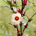 Red Roselle Hibiscus Live Plant in 4 Inch Pot, Sabdariffa Roselle Jamaican Flower Plant for Outdoor Planting, 4-6" Tall