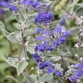 Blue Bluebeard Plant Live Flower Plant, Caryopteris Plant in 2.5 Inc Pot