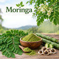 Live Moringa Tree, Moringa Oleifera Plant, 4-8 Inches Tall