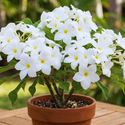 Plumeria Plant Live, White Plumeria Fragrant Flower Plant, Tropical Plant from 5 to 7 Inc Tall