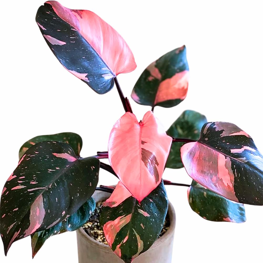 Princess Philodendron Live Plant, Rare Variegated Houseplant, 5-8" Tall Tropical Indoor Plant (Pink Philodendron Plant)