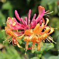 Honeysuckle Plant Live for Planting, Lonicera Honeysuckle Vine, Very Hardy, in 2.5 Inc Pot, Fragrant Pink Yellow Bloom