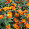 2 Orange Lantana Plants Live Trees, Ready to Bloom, Hardy Long Blooming Seasons, Vibrant Colorful Perennial Fragrant, 5-10" in Tall, Full Sun Growing