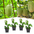 2 High Yield Passion Fruit Plants Live, Giant Climbing Passion Vine Tree Live Plant for Outdoor Growing, 5-9" in Tall, Fast Growing Perennial Sweet and Edible Fruits