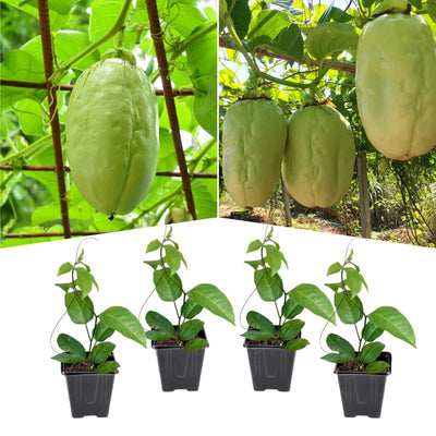 2 High Yield Passion Fruit Plants Live, Giant Climbing Passion Vine Tree Live Plant for Outdoor Growing, 5-9" in Tall, Fast Growing Perennial Sweet and Edible Fruits