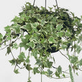 Live English Ivy Plant, Live Indoor Houseplant 4 Inch Pot, Hardy Groundcover, Trailing, Climbing Plants - Variegated White Ivy