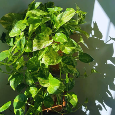 Golden Pothos Plant Live in 4 in Potted, House Plant for Growing, Pothos Live Plant Pot