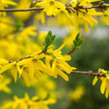 Lynwood Gold Forsythia Plant Live in 4'' Pot, Yellow Forsythia Bush Live Plant for Outdoor Planting, Fragrant Forsythia Shrub, Ready to Grow, 4-6 Inch Tall