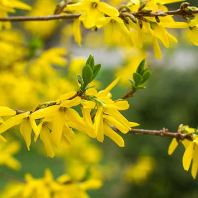 Lynwood Gold Forsythia Plant Live in 4'' Pot, Yellow Forsythia Bush Live Plant for Outdoor Planting, Fragrant Forsythia Shrub, Ready to Grow, 4-6 Inch Tall