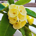 Yellow Crown of Thorns Live Plant, Euphorbia Milii Plants, Crown of Thorns Plants Live, 3 to 5 Inc Tall Gardening Indoor Outdoor