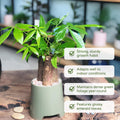 Money Tree, Potted Money Tree Live, 6-10 Inc Tall, Dense Green Foliage, Indoor Houseplant for Modern Home Decor, Easy Care Desk and Living Room Plant