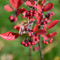 Red Chokeberry Tree Live Plant, 9-12" Tall Aronia Berry Shrub for Garden, Landscape, and Container Growing