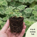 Geranium Plants Live, Variegated Geranium Live Plants from 4 to 6 Inches Tall, Bright Flowers Bush for Outdoor Garden