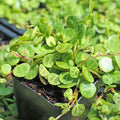 String of Turtles Succulent, Live Trailing Houseplant, Hanging String of Turtles Plant in 3 Inch Pot